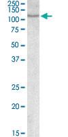 Anti-NFATC2 Goat Polyclonal Antibody