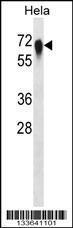 Anti-CD55 Rabbit Polyclonal Antibody (APC (Allophycocyanin))