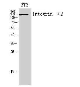 Western blot analysis of 3T3 cells using Anti-ITGA2 Antibody