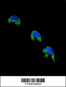 Anti-CYP1A2 Rabbit Polyclonal Antibody (Biotin)