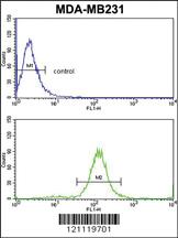 Anti-CSTA Rabbit Polyclonal Antibody