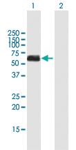 Anti-CHEK1 Mouse Polyclonal Antibody