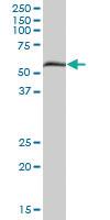 Anti-PXK Mouse Polyclonal Antibody