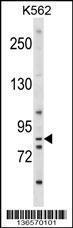 Anti-EXT1 Rabbit Polyclonal Antibody (APC (Allophycocyanin))