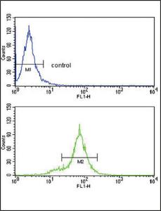 Anti-HLA Class 1 Antigen B Rabbit Polyclonal Antibody (Biotin)