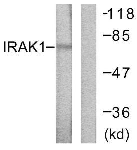 Western blot analysis of lysates from HeLa cells using Anti-IRAK1 Antibody. The right hand lane represents a negative control, where the Antibody is blocked by the immunising peptide