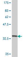 Anti-RFK Mouse Polyclonal Antibody