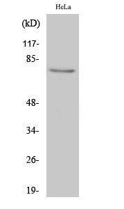 Western blot analysis of various cells using Anti-IRAK1 Antibody