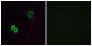 Immunofluorescence analysis of A549 cells using Anti-OR2T1 Antibody The right hand panel represents a negative control, where the antibody was pre-incubated with the immunising peptide