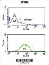 Anti-HHAT Rabbit Polyclonal Antibody