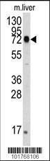 Anti-HSPA13 Rabbit Polyclonal Antibody (AP (Alkaline Phosphatase))