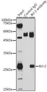 Immunoprecipitation analysis of 200 µg extracts of THP-1 cells using 3 µg of Anti-Bcl-2 Antibody (A12540). This Western blot was performed on the immunoprecipitate using Anti-Bcl-2 Antibody (A12540) at a dilution of 1:1000