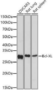 Anti-Bcl-XL antibody