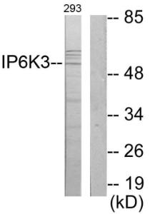 Antibody anti-IP6K3 100 µg