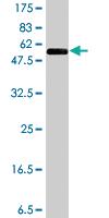 Anti-NR0B2 Mouse Polyclonal Antibody