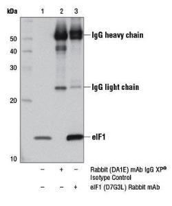 Anti-EIF1 Rabbit Monoclonal Antibody [clone: 13G29]