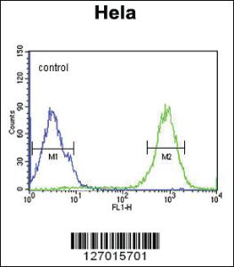 Anti-SPT13 Rabbit Polyclonal Antibody