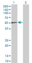 Anti-PXK Mouse Monoclonal Antibody [clone: 4D11]