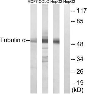 Western blot analysis of lysates from MCF-7, COLO, and HepG2 cells using Anti-Tubulin alpha Antibody. The right hand lane represents a negative control, where the antibody is blocked by the immunising peptide