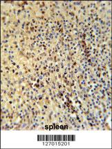 Anti-SPT13 Rabbit Polyclonal Antibody