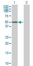 Anti-JUNB Mouse Polyclonal Antibody