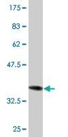 Anti-EIF2S3 Mouse Monoclonal Antibody [clone: 2C9]