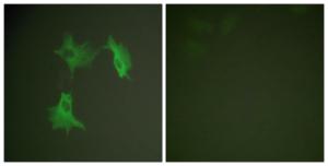 Immunofluorescence analysis of NIH/3T3 cells using Anti-Tubulin alpha Antibody. The right hand panel represents a negative control, where the antibody was pre-incubated with the immunising peptide