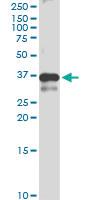 Anti-DNAJB2 Rabbit Polyclonal Antibody