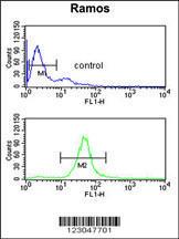 Anti-B3GALT6 Rabbit Polyclonal Antibody (AP (Alkaline Phosphatase))