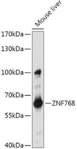 Anti-ZNF768 Rabbit Polyclonal Antibody