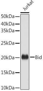 Antibody anti-BID 100 µl