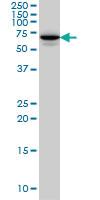 Anti-STXBP1 Mouse Monoclonal Antibody [clone: 6D1]