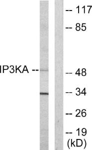 Anti-IP3KA antibody