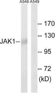 Western blot analysis of lysates from A549 using Anti-JAK1 Antibody The right hand lane represents a negative control, where the antibody is blocked by the immunising peptide