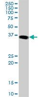 Anti-JUNB Mouse Polyclonal Antibody