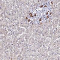 Anti-C1orf123 Rabbit Polyclonal Antibody