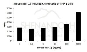 Mouse recombinant MIP-1 beta/CCL4 (from <i>E. coli</i>)