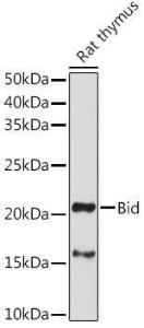 Antibody anti-BID 100 µl