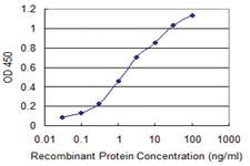 Anti-CHIT1 Mouse Monoclonal Antibody [clone: 1D11]