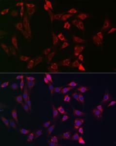 Antibody anti-BID 100 µl