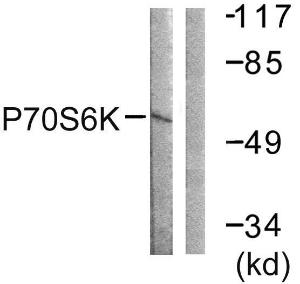 Antibody A93918-100