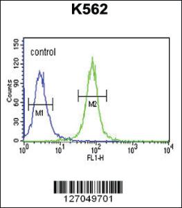 Anti-XBP1 Rabbit Polyclonal Antibody