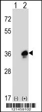 Anti-MPZ Rabbit Polyclonal Antibody