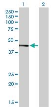 Anti-JUNB Mouse Polyclonal Antibody