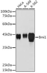 Western blot analysis of extracts of various cell lines, using Anti-Bmi1 Antibody (A12543) at 1:5,000 dilution The secondary antibody was Goat Anti-Rabbit IgG H&L Antibody (HRP) at 1:10,000 dilution Lysates/proteins were present at 25 µg per lane