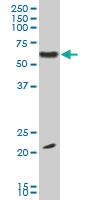 Anti-EBF3 Mouse Monoclonal Antibody [clone: 1G3]