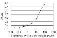 Anti-PNMA2 Mouse Monoclonal Antibody (Biotin)