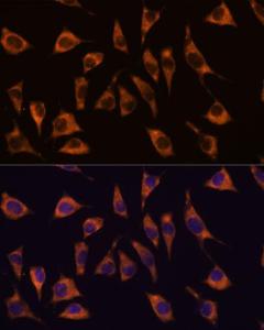 Immunofluorescence analysis of L929 cells using Anti-GPCR GPR22 Antibody (A307102) at a dilution of 1:100. DAPI was used to stain the cell nuclei (blue).