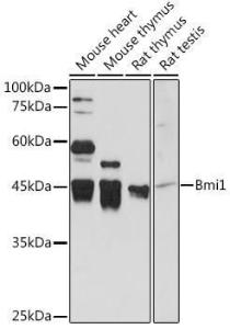 Western blot analysis of extracts of various cell lines, using Anti-Bmi1 Antibody (A12543) at 1:5,000 dilution The secondary antibody was Goat Anti-Rabbit IgG H&L Antibody (HRP) at 1:10,000 dilution Lysates/proteins were present at 25 µg per lane