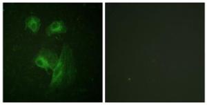 Antibody A93918-100